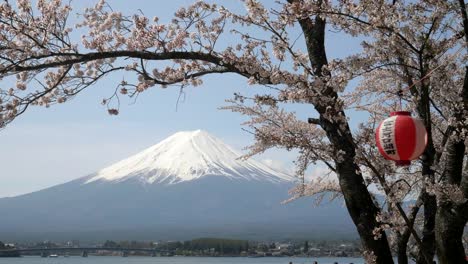 mount-fuji-and-a-cherry-tree-with-a-paper-lantern-at-kawaguchiko