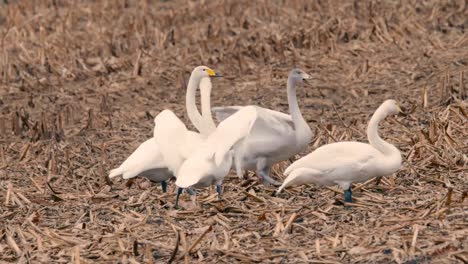 White-Swans,in-Kushiro-Shitsugen,Hokkaido,Japan,Filmed-in-4K