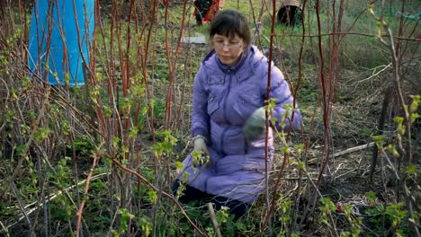 mujer-que-trabaja-en-el-jardín.-rama-de-poda-antes-de-la-nueva-temporada