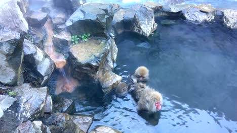 Snow-Monkey-Japanese-Macaque-in-Hot-Spring--UHD