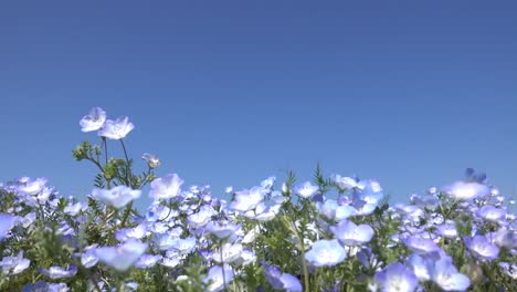 Nemophila-flores-florece-en-primavera