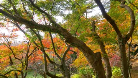 Helle,-lebendige-Herbstlaub-wiegen-sich-im-wind