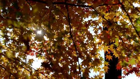 Fuß-unter-Ahornbaum-im-Herbst-Park-mit-bunten-Blättern