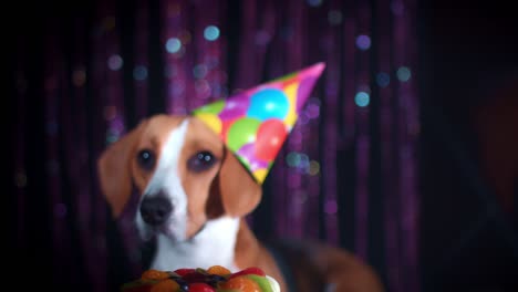 4-k-Geburtstag-Beagle-Hund-mit-Hut-und-Kuchen