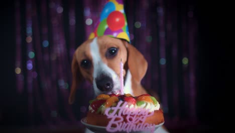 4-k-Geburtstag-Beagle-Hund-essen-Kuchen-mit-Kerze