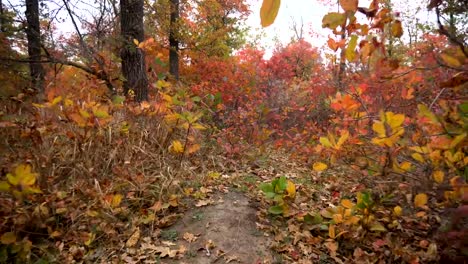 Joven-rosado-reactivos-de-búsqueda-bruja-de-pelo-en-el-místico-bosque-de-otoño.-Llegada-de-Halloween.