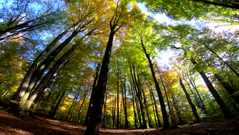 Buche-Wald,-Holz,-Buche-Fagus,-Buchenwald,-Laubwald,-Laubwald,-Holz,-Buche-Blätter,-Herbst,-Spessart,-Bayern,-4K