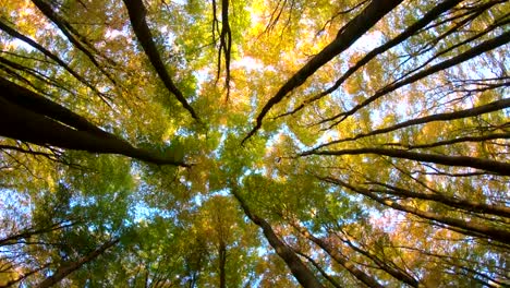 Beech-forest,-beech-woods,-fagus,-rotation,-turns,-Buchenwald,-laubwald,-deciduous-forest,-wood,-beech-leaves,-autumn,--Spessart,-bavaria,-4K