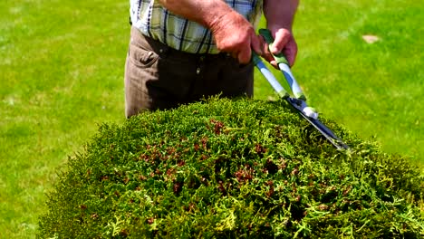 Shears-the-shrub-with-scissors.-Close-up-of-hands-and-scissors,-slow-motion.