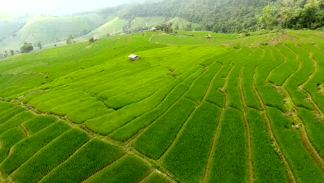 Terraza-de-campo-de-arroz-en-tierras-de-agricultura-de-montaña.