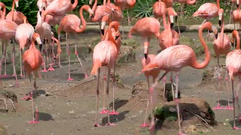 Caribbean-Flamingo-walking-around-and-looking-for-food-and-relaxing