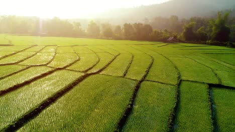 4-k-Video-tiro-vista-aérea-por-drone.-Campo-de-arroz-en-la-salida-del-sol.