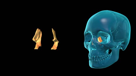 Lacrimal-Bone