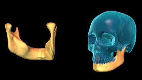 Mandible