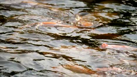 Fütterung-der-Fische-im-Teich