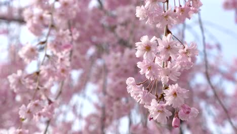 Cherry-blossoms,-Sakura,-in-full-bloom-on-blue-sky-background.