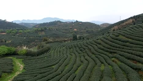 Fujian-Tea-Garden-aerial-photography