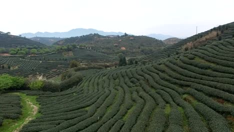 Fujian-Teegarten-Luftaufnahmen