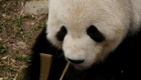 high-angle-close-up-of-a-giant-panda-feeding