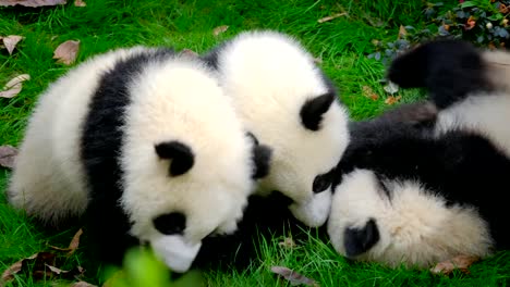 Giant-Panda-Bärenjunges-auf-einem-Baum