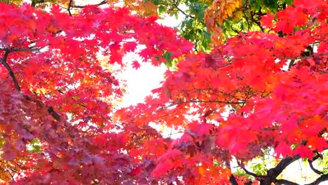 Schön-im-Herbst-Hintergrund