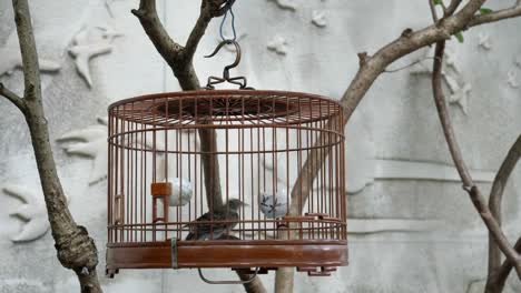 caged-bird-at-mongkok-markets-in-hong-kong