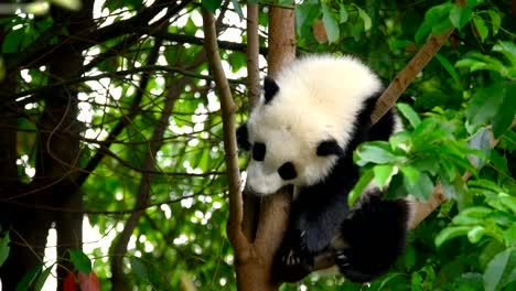 Giant-Panda-Bärenjunges-auf-einem-Baum