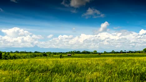 Grüne-Reisfelder-unter-Wolken-Zeitraffer