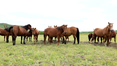 horses-looking-at-camera-on-the-grassland