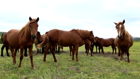 horses-looking-at-camera-on-the-grassland