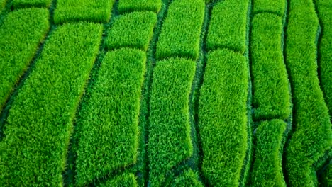 drone-aerial-view-:-beautiful-landscape-view-of-rice-terraces