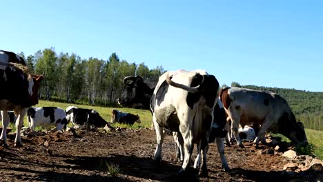 cow-eating-grass-on-the-grassland