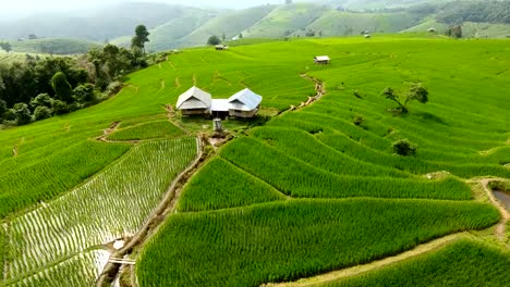 Rice-field-terrace-on-mountain-agriculture-land.