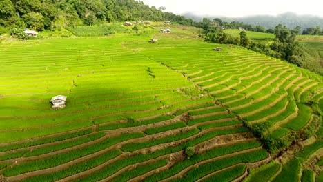 Terraza-de-campo-de-arroz-en-tierras-de-agricultura-de-montaña.