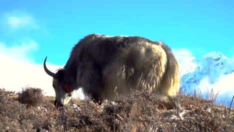 Yaks-en-el-Himalaya.