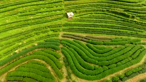 Aerial-view-of-tea-plantation-terrace-on-mountain.