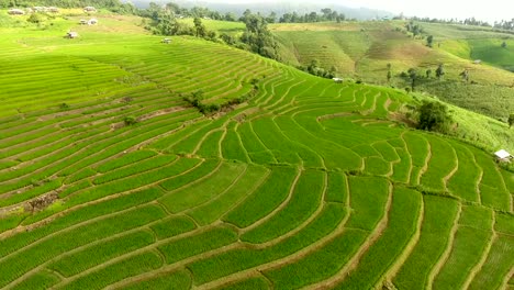 Rice-field-terrace-on-mountain-agriculture-land.