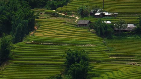 Hombre-del-granjero-de-conducir-motos-a-través-de-pintorescos-campos-de-Vietnam-de-Sapa,-Vietnam-Asia