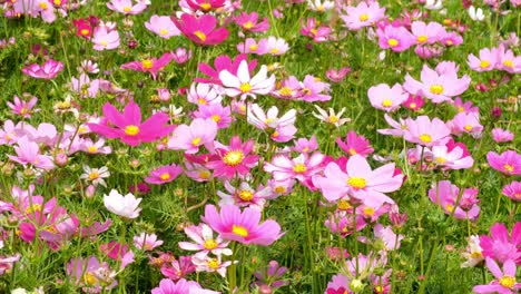 Hermoso-sol-del-mediodía-del-día-Cosmos-flores