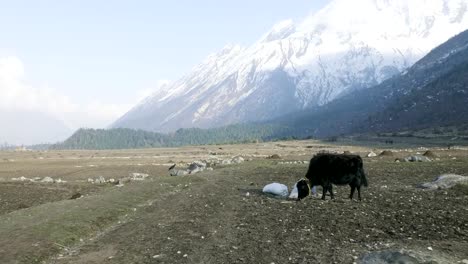 El-yak-del-Himalaya-come-hierba-entre-las-montañas-de-Nepal.-Circuito-de-Manaslu-trek.