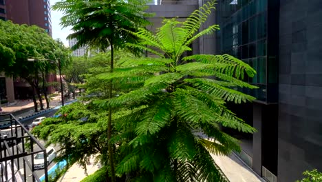 Grüner-Farn-Baum-in-der-Nähe-von-Bürogebäude,-außen.-Glasfenster-auf-Betonfassade-mit-grünen-Baum-und-City-Verkehr.-Tagsüber-außerhalb-szeneneinrichtung.-FullHD