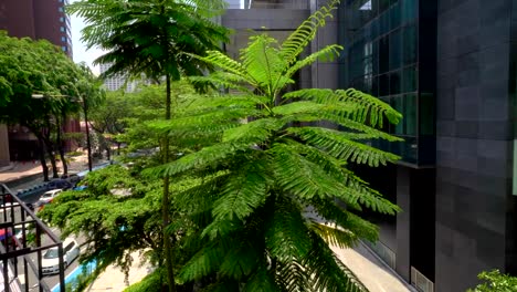 Grüner-Farn-Baum-in-der-Nähe-von-Bürogebäude,-außen.-Glasfenster-auf-Betonfassade-mit-grünen-Baum-und-City-Verkehr.-Tagsüber-außerhalb-szeneneinrichtung.-FullHD