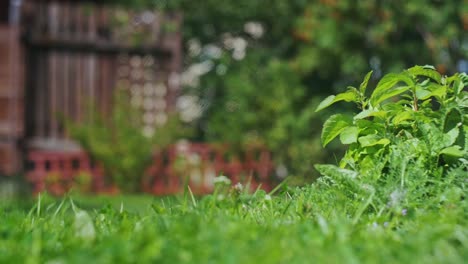 man-barefoot-cuts-grass-lawn-mower