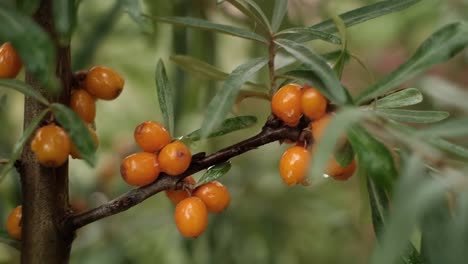 Meer-Sanddorn-Busch-und-orange-Beeren-im-Garten.