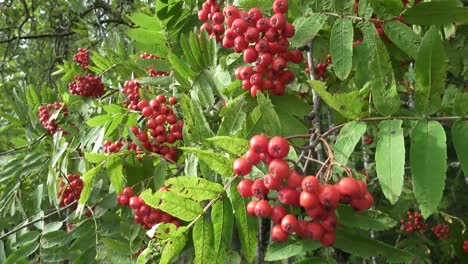 Bush-of-red-ripe-mountain-ash-in-the-wind.-Full-frame-footage-4k