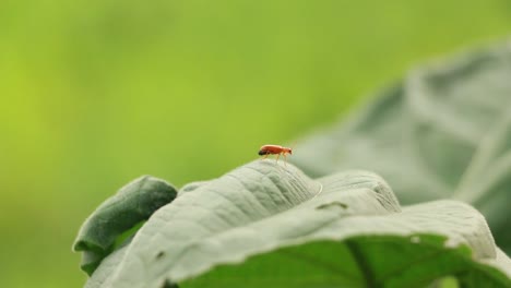 Bewegung-der-Natur