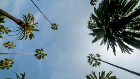 Palm-Trees-from-Moving-Car