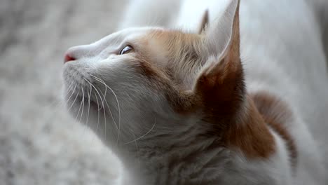 Porträt-der-Katze-Filmmaterial