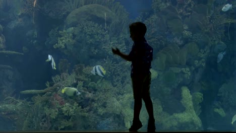 View-of-small-blond-boy-standing-near-aquarium-with-crabs,-Valencia,-Spain