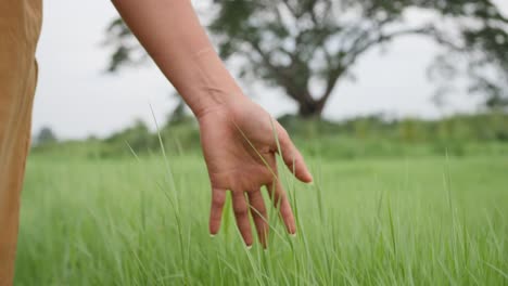 Close-up-Woman-hand-touching-the-green-grass-on-a-field-blowing-the-wind